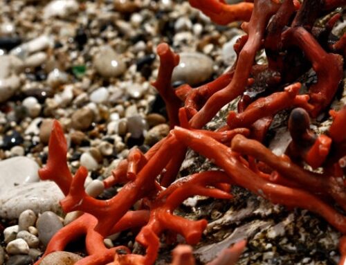 Sciacca coral – a fascinating treasure of the sea