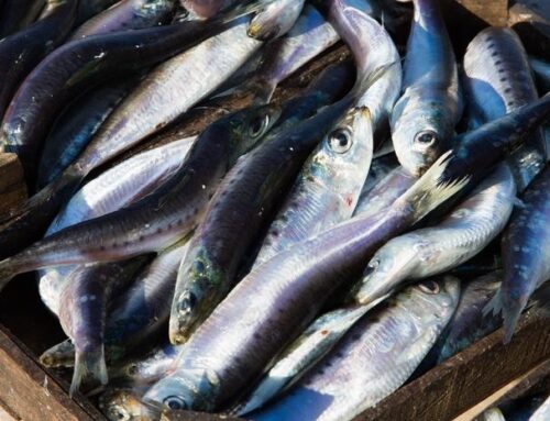 The Blue Fish of Sciacca